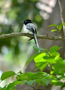 Malagasy Paradise Flycatcher