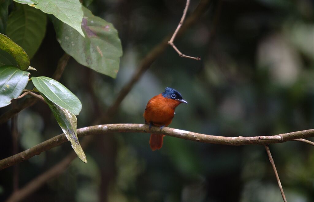 Malagasy Paradise Flycatcher