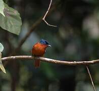 Malagasy Paradise Flycatcher