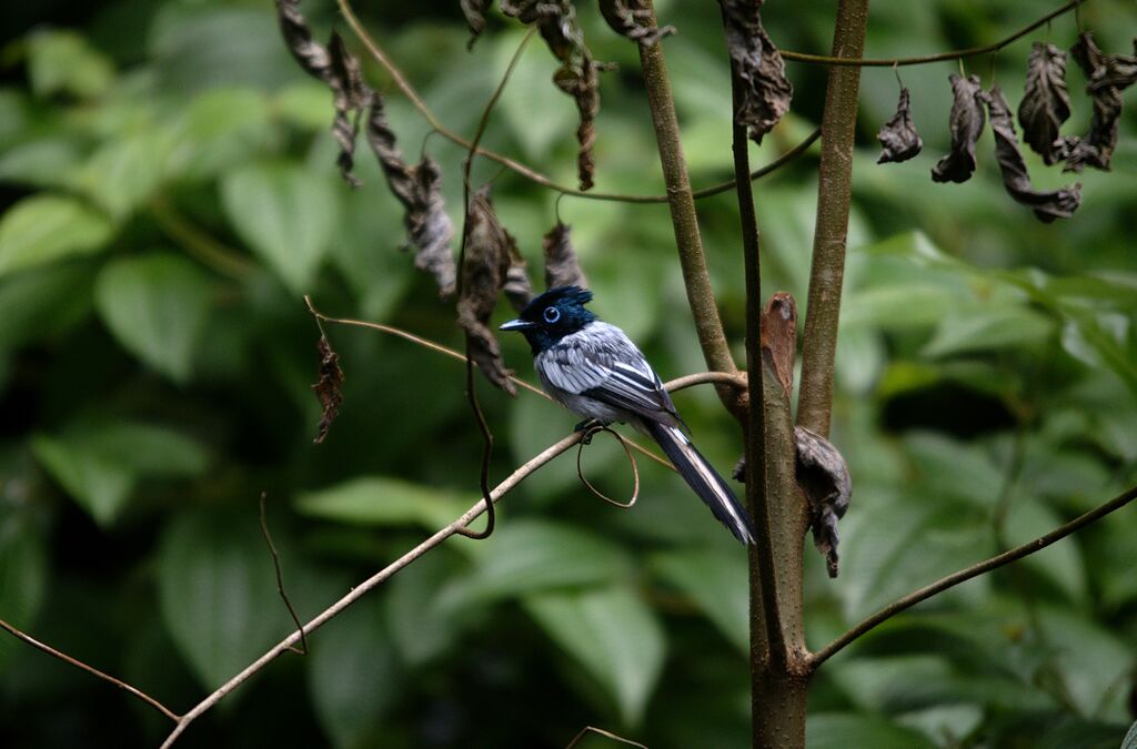 Malagasy Paradise Flycatcher