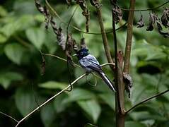 Malagasy Paradise Flycatcher