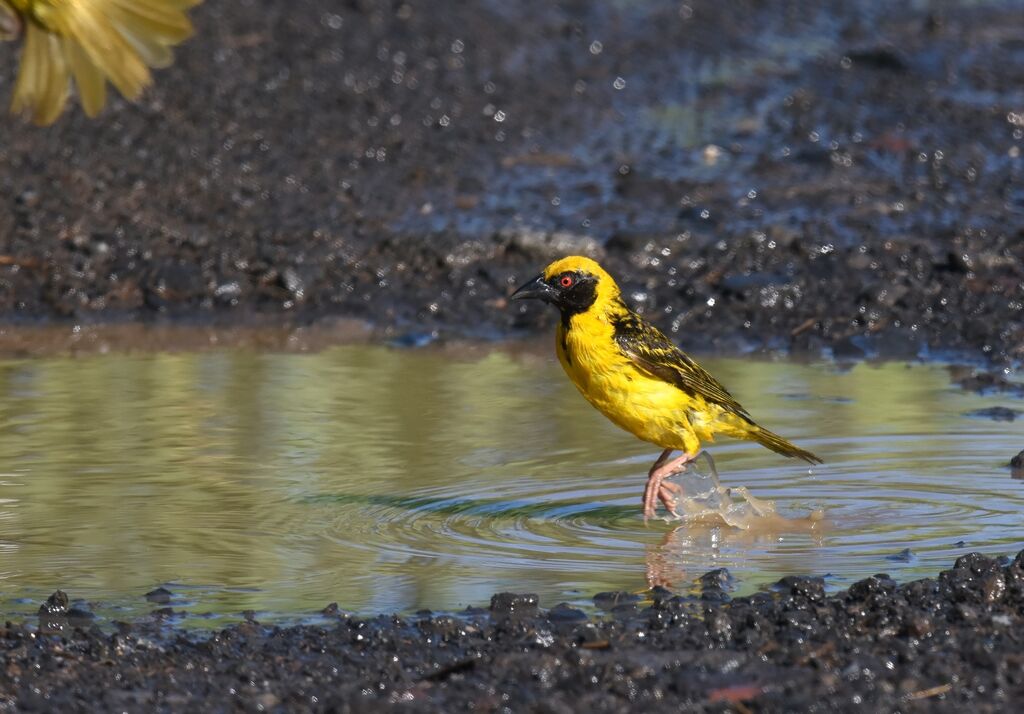 Village Weaver