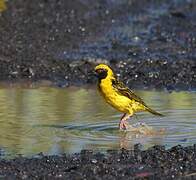 Village Weaver