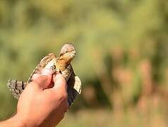 Eurasian Wryneck