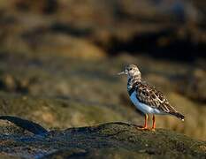 Ruddy Turnstone