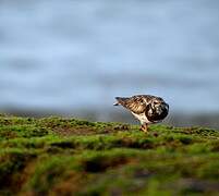 Ruddy Turnstone