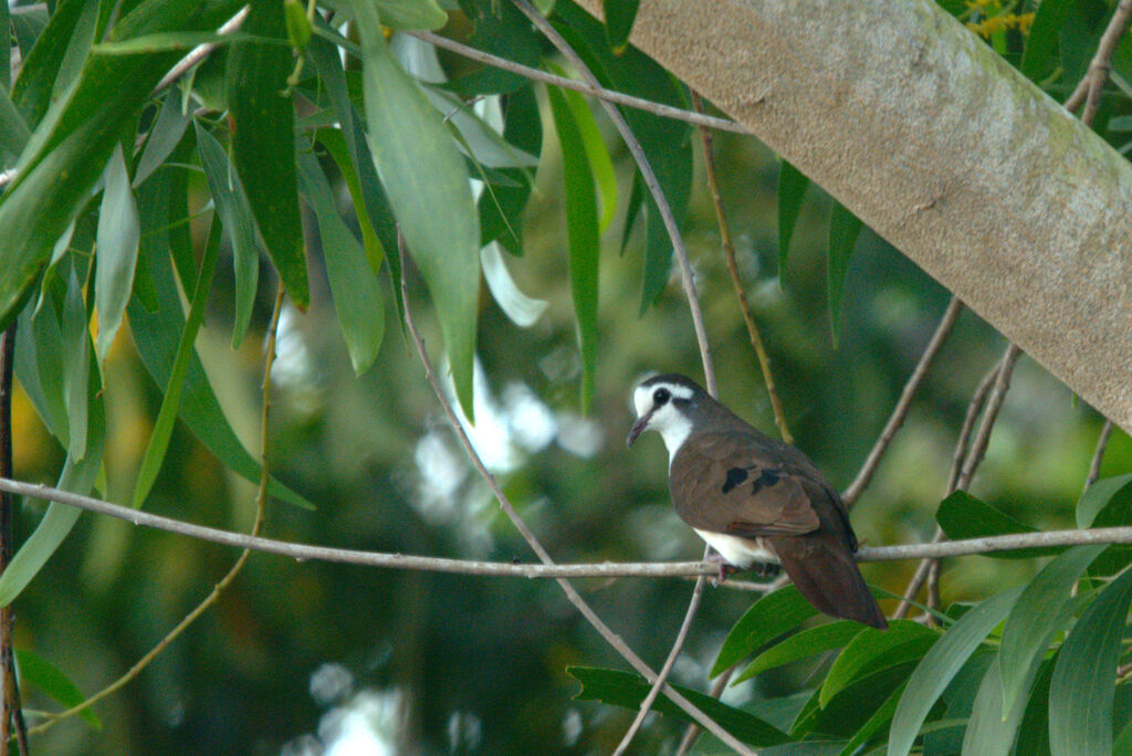 Tambourine Dove