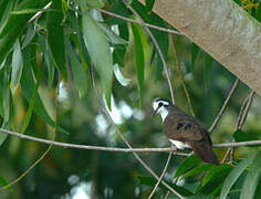 Tambourine Dove