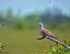 European Turtle Dove