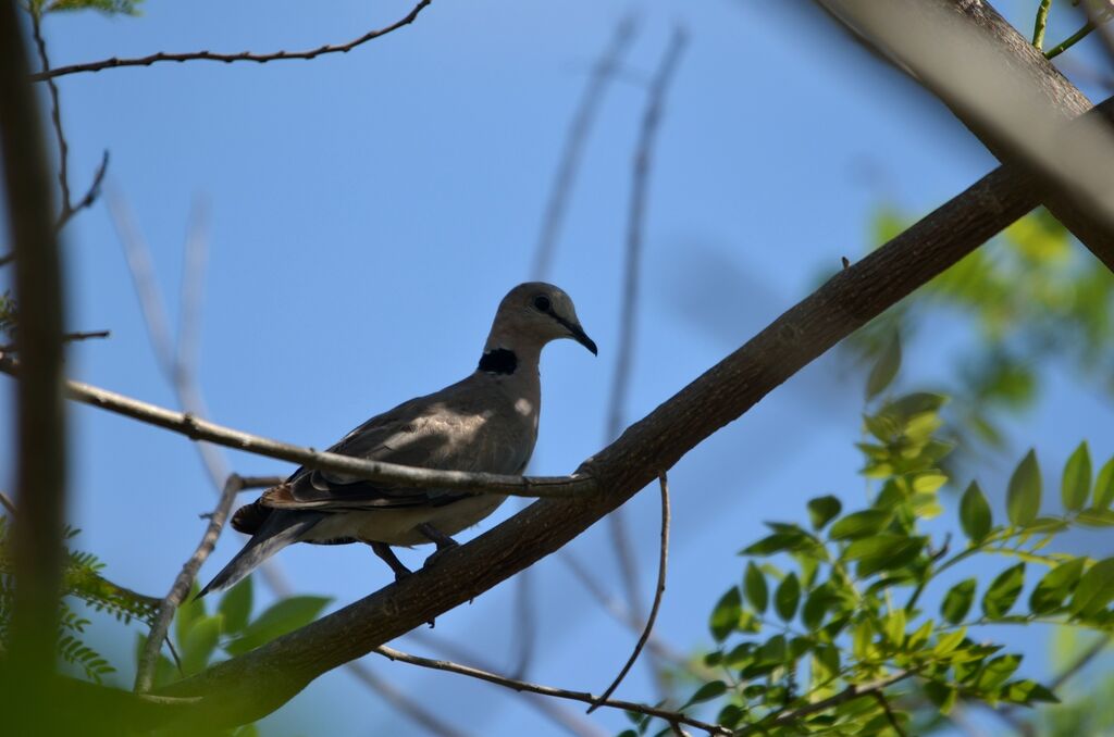 Ring-necked Dove