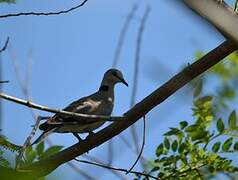 Ring-necked Dove