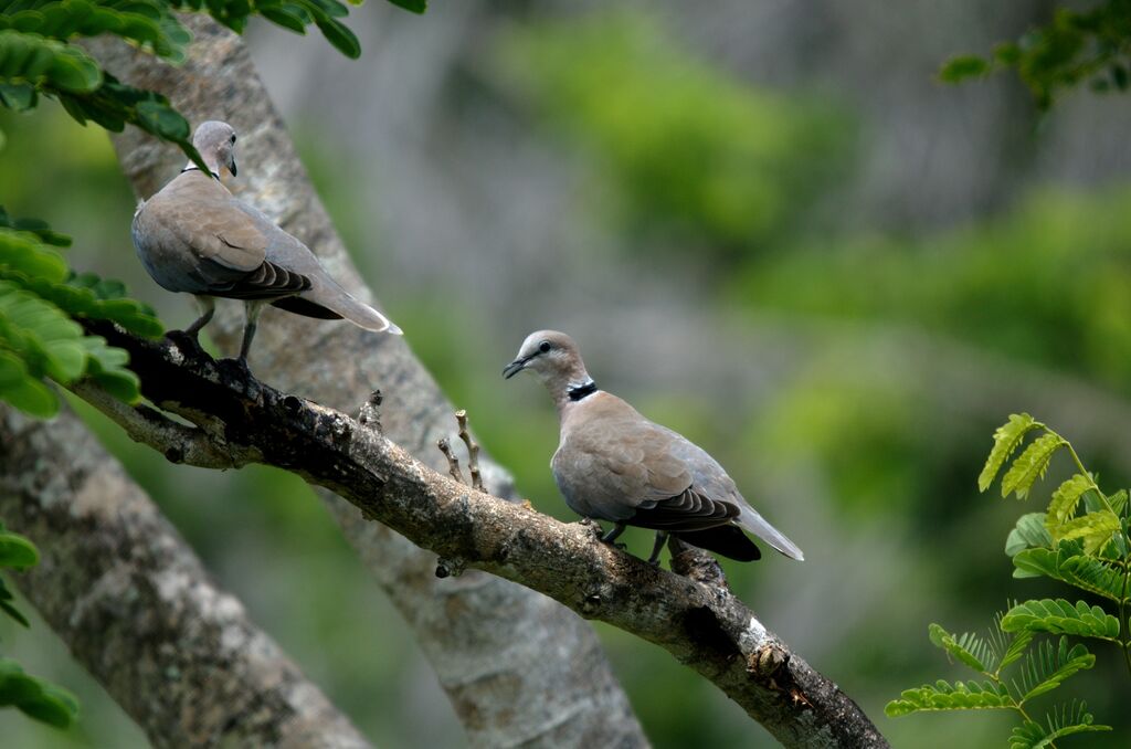 Ring-necked Dove