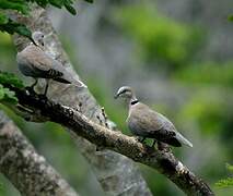 Ring-necked Dove