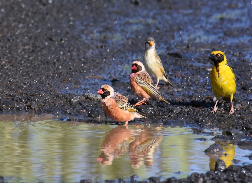 Red-billed Quelea