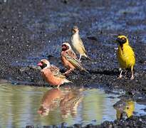 Red-billed Quelea