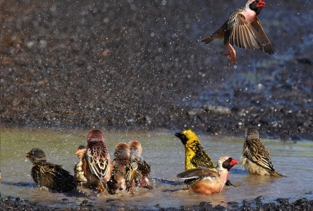 Red-billed Quelea