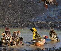 Red-billed Quelea