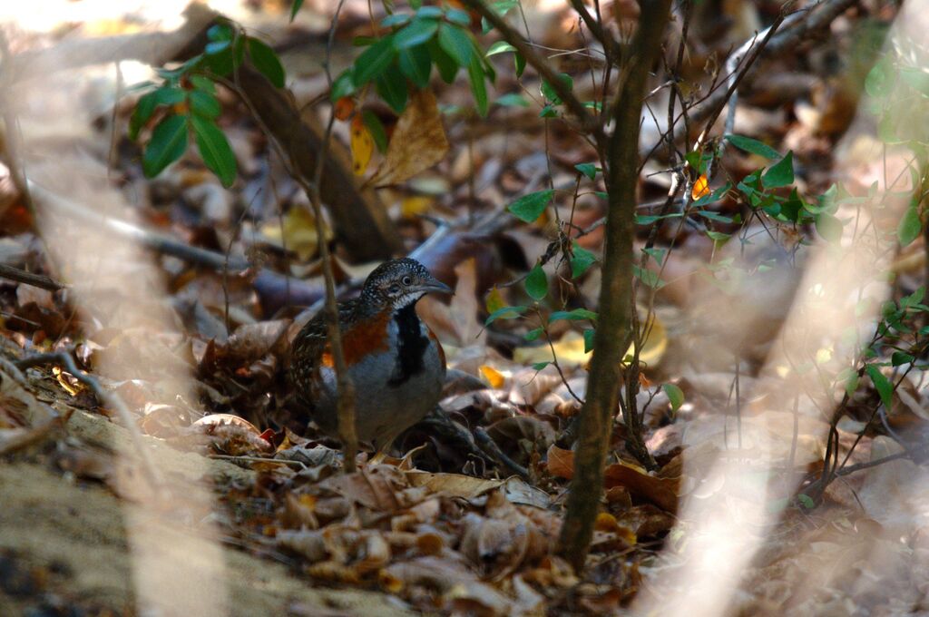 Madagascan Buttonquail