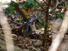 Madagascar Buttonquail