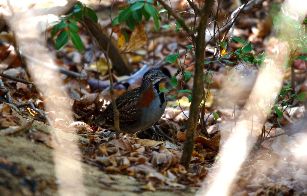 Madagascan Buttonquail