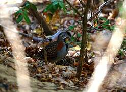 Madagascan Buttonquail