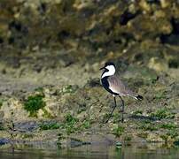 Spur-winged Lapwing