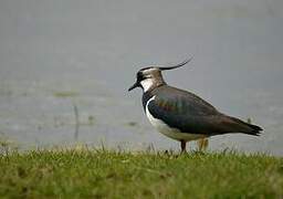 Northern Lapwing