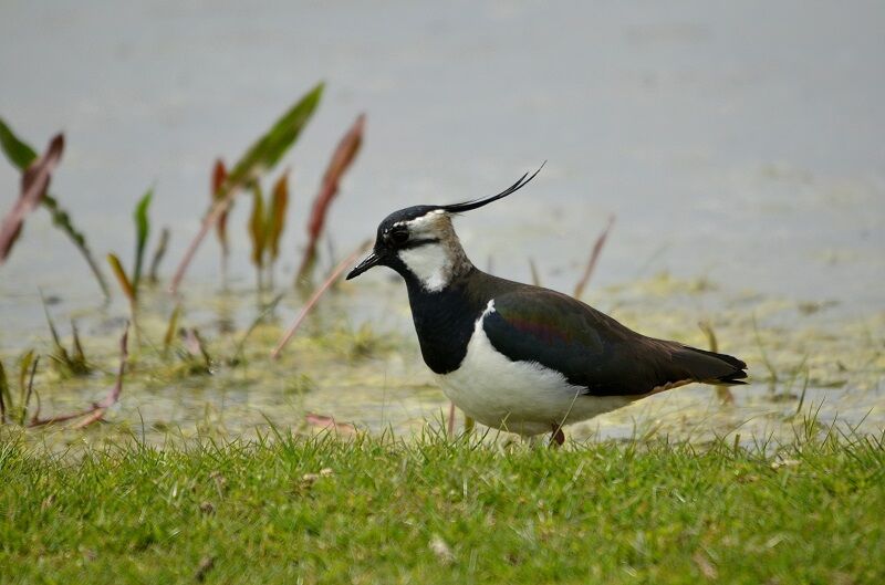 Northern Lapwing