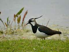 Northern Lapwing