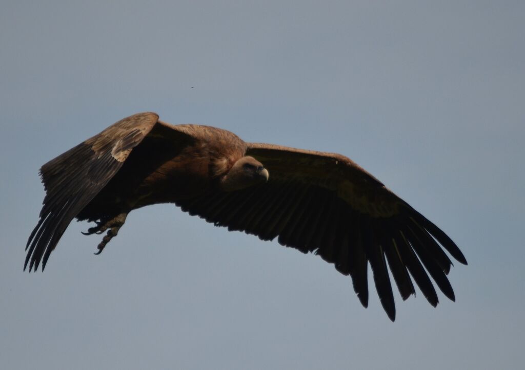 Griffon Vulture