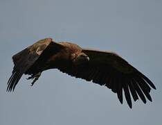 Griffon Vulture