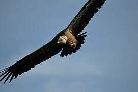 Griffon Vulture