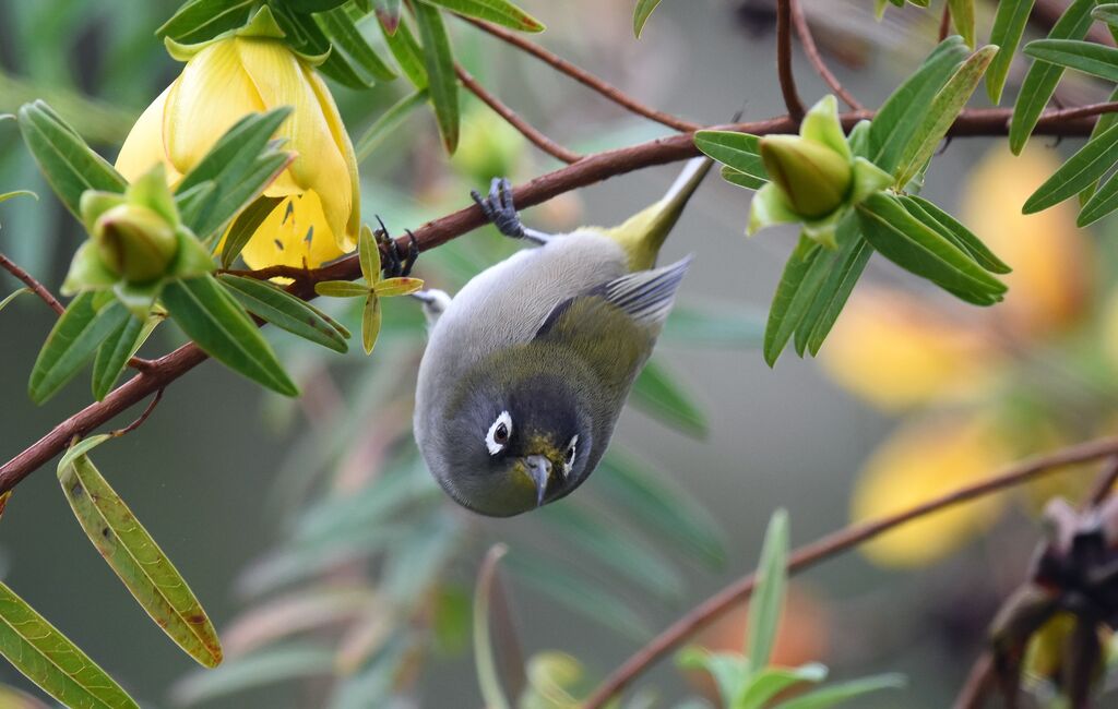 Reunion Olive White-eye