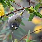 Zostérops de la Réunion