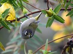 Reunion Olive White-eye