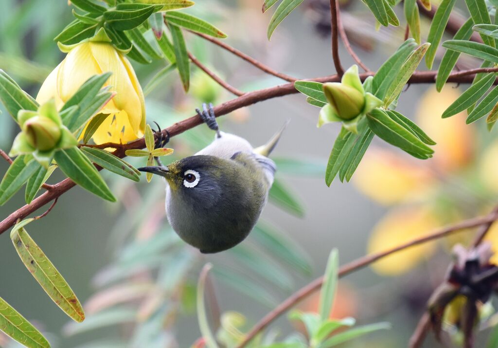 Reunion Olive White-eye