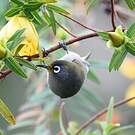 Zostérops de la Réunion