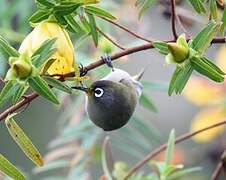 Reunion Olive White-eye