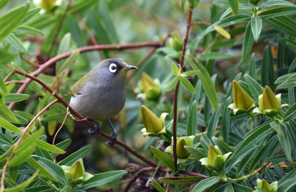 Reunion Olive White-eye