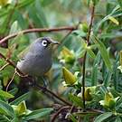 Zostérops de la Réunion