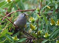 Zostérops de la Réunion