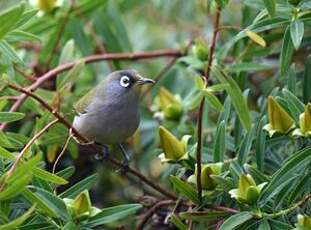 Zostérops de la Réunion