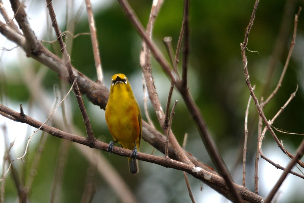 Mayotte White-eye