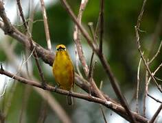 Mayotte White-eye