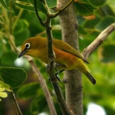 Zostérops de Mayotte