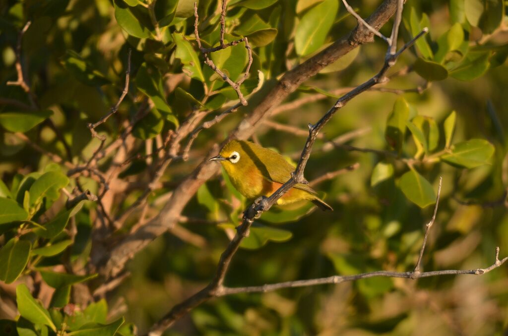 Mayotte White-eye