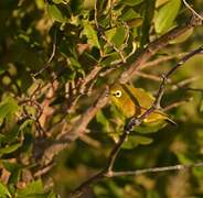 Mayotte White-eye