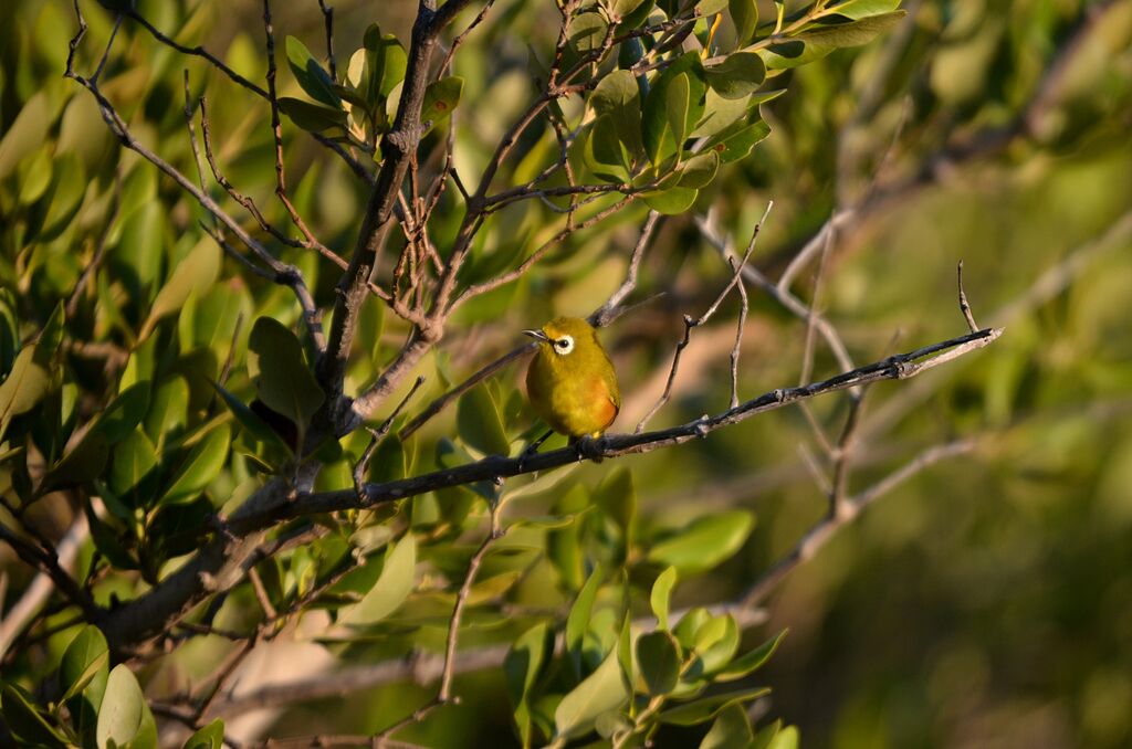 Mayotte White-eye