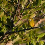 Mayotte White-eye