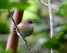 Reunion Grey White-eye